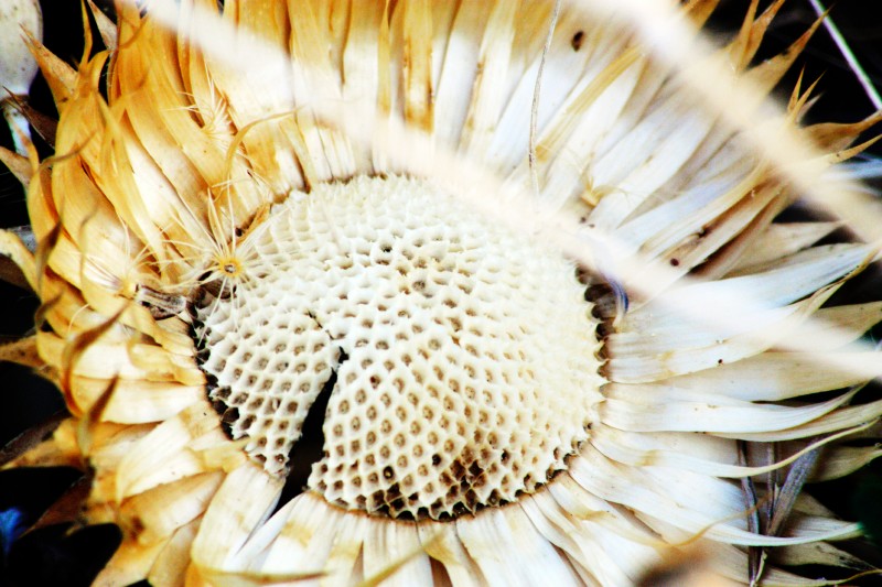 Fiore