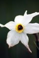 Fiore