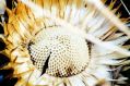 Fiore