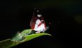 Libert�