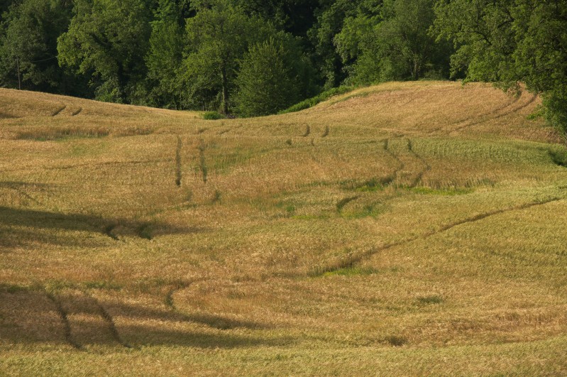 Campi di primavera