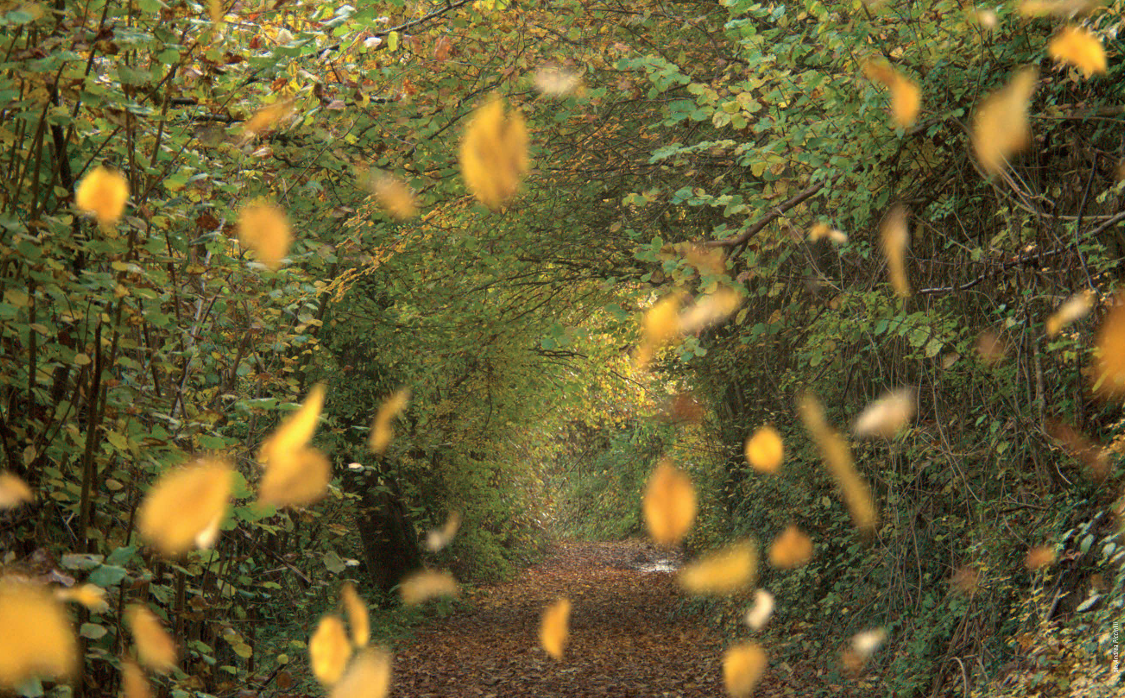 FOTO DEL CALENDARIO DEL PARCO - MESE DI OTTOBRE