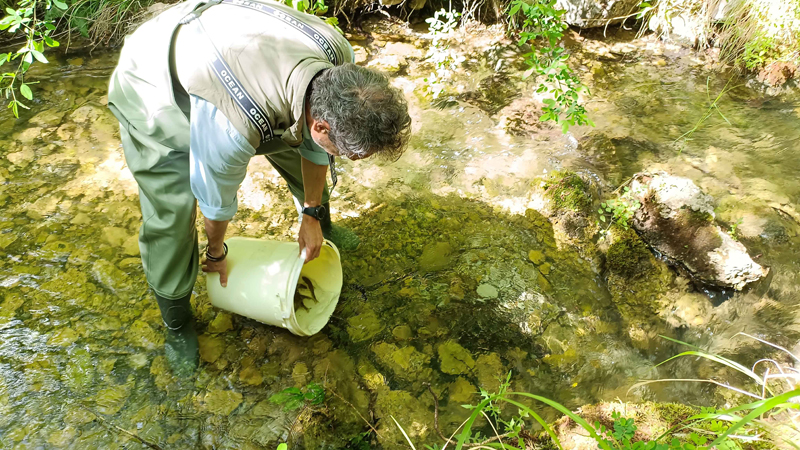 PROGETTO LIFE STREAMS IMMISSIONE TROTE