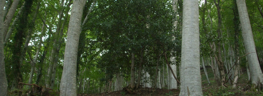 Agrifoglio nella Faggeta