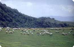landscape detail