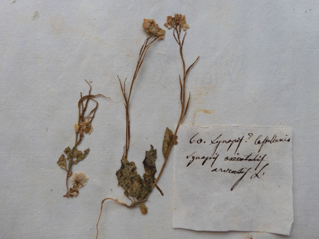 Sinapis arvensis L. nell'erbario di Antonio Orsini