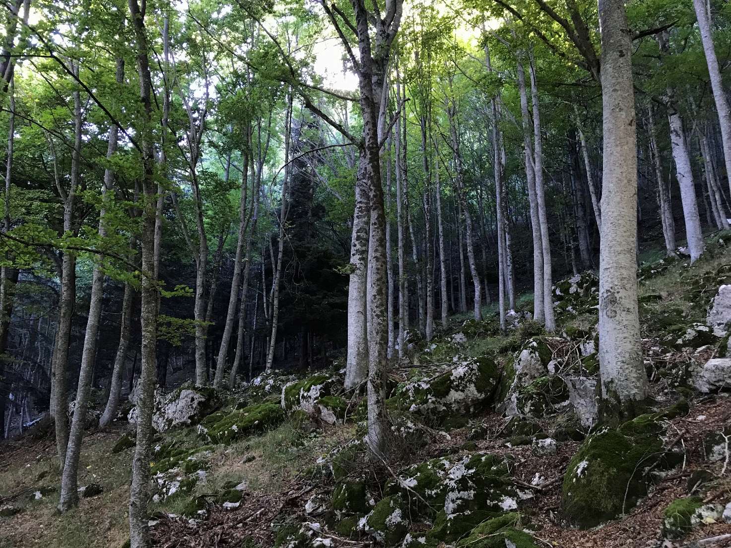 Vista di insieme del Martelloscopio