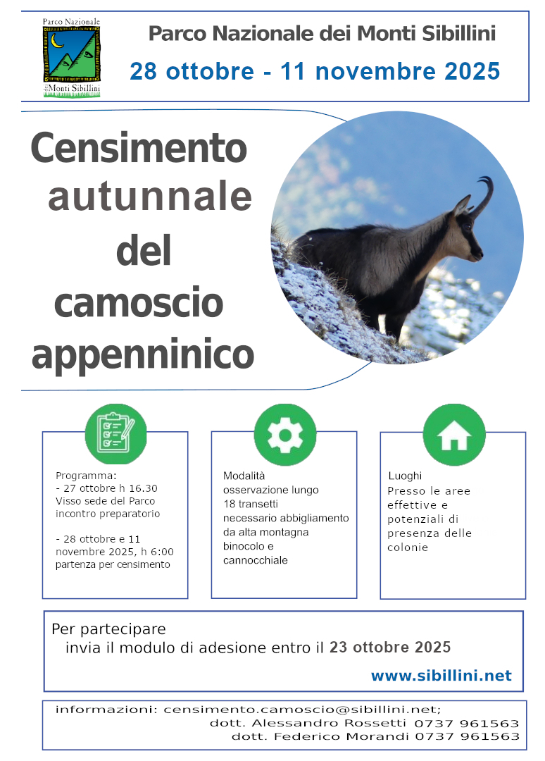 Censimento autunnale del camoscio appenninico 
                    28 ottobre e 11 novembre 2025


                Il 28 ottobre e l’11 novembre 2025 si svolgerà nel Parco Nazionale 
                dei Monti Sibillini il censimento autunnale del Camoscio appenninico.
Il Camoscio appenninico, reintrodotto nel Parco nel 2008 anche grazie a progetti 
comunitari realizzati in collaborazione con i Parchi abruzzesi e la Legambiente, 
è una sottospecie endemica dell’Appennino centrale che ha rischiato l’estinzione 
ed oggi è considerata vulnerabile.
Il censimento si svolgerà al mattino, a partire dall’alba (ore 6:00), lungo un 
sistema di 18 transetti. Il censimento verrà preceduto da un incontro preparatorio 
che si terrà presso la sede del Parco a Visso, alle ore 16:30 del 27/10/2025. 
La partecipazione all’incontro preparatorio è obbligatorio per i volontari che 
non hanno partecipato a precedenti sessioni di censimento del camoscio appenninico 
nel Parco Nazionale dei Monti Sibillini negli ultimi 3 anni.
Per aderire è necessario compilare l'apposita scheda di adesione B) scaricabile 
dal sito web del Parco www.sibillini.net ed inviarla entro il 23 ottobre 2025 per 
email all'indirizzo censimento.camoscio@sibillini.net. Per i volontari è prevista 
apposita copertura assicurativa e attestato digitale di partecipazione. Eventuali 
comunicazioni di rinuncia dovranno pervenire possibilmente entro due giorni prima 
lavorativi delle date di censimento.

Per la partecipazione al censimento è necessario equipaggiamento da alta montagna 
(in alcuni transetti bisogna percorrere tratti a piedi per escursionisti esperti) 
con scarponi e indumenti (compresi guanti e cappello) adatti a proteggere da vento, 
pioggia e temperature basse. Sarà inoltre necessario utilizzare binocolo e cannocchiale, 
si prega chi li possiede di portarli con sé.
Il Parco si riserva di limitare la partecipazione dei volontari a un numero massimo 
di 40 in base all’ordine di arrivo delle domande oppure di requisiti utili alle 
esigenze organizzative.
In caso di condizioni meteorologiche non idonee il censimento verrà posticipato 
o ripetuto in date che verranno comunicate.
Per informazioni è possibile scrivere a censimento.camoscio@sibillini.net oppure
 contattare telefonicamente il dott. Alessandro Rossetti (0737 961563254) o il 
 dott. Federico Morandi (0737 961563255).
