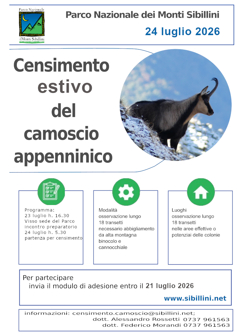 Censimento estivo del camoscio appenninico 
24 luglio 2026

	Il 24 luglio 2026 si svolgerà nel Parco Nazionale dei Monti Sibillini il 
    censimento estivo del Camoscio appenninico.
Il Camoscio appenninico, reintrodotto nel Parco nel 2008 anche grazie a progetti
 comunitari realizzati in collaborazione con i Parchi abruzzesi e la Legambiente,
  è una sottospecie endemica dell’Appennino centrale che ha rischiato l’estinzione
   ed oggi è considerata vulnerabile.
Il censimento si svolgerà al mattino, a partire dall’alba (ore 5:30), lungo un 
sistema di 18 transetti. Il censimento verrà preceduto da un incontro preparatorio
 che si terrà presso la sede del Parco a Visso, alle ore 16:30 del 23/07/2026. 
 La partecipazione all’incontro preparatorio è obbligatorio per i volontari che 
 non hanno partecipato a precedenti sessioni di censimento del camoscio appenninico
  nel Parco Nazionale dei Monti Sibillini negli ultimi 3 anni.
Per aderire è necessario compilare l'apposita scheda di adesione B) scaricabile 
dal sito web del Parco www.sibillini.net ed inviarla entro il 21 luglio 2026 per
 email all'indirizzo censimento.camoscio@sibillini.net. Per i volontari è prevista apposita copertura assicurativa e attestato digitale di partecipazione. Eventuali comunicazioni di rinuncia dovranno pervenire possibilmente entro due giorni prima lavorativi delle date di censimento.

Per la partecipazione al censimento è necessario equipaggiamento da alta montagna
 (in alcuni transetti bisogna percorrere tratti a piedi per escursionisti esperti)
  con scarponi e indumenti (compresi cappello) adatti a proteggere da sole, vento
   e pioggia. È inoltre necessario, per chi li possiede, essere dotati di binocolo
    e cannocchiale.

Il Parco si riserva di limitare la partecipazione dei volontari a un numero massimo
 di 40 in base all’ordine di arrivo delle domande oppure di requisiti utili alle
  esigenze organizzative.
In caso di condizioni meteorologiche non idonee il censimento verrà posticipato 
o ripetuto il 29/07/2026 o in altra data.
Per informazioni è possibile scrivere a censimento.camoscio@sibillini.net oppure
 contattare telefonicamente il dott. Alessandro Rossetti (0737 961563254) o 
 il dott. Federico Morandi (0737 961563255).
