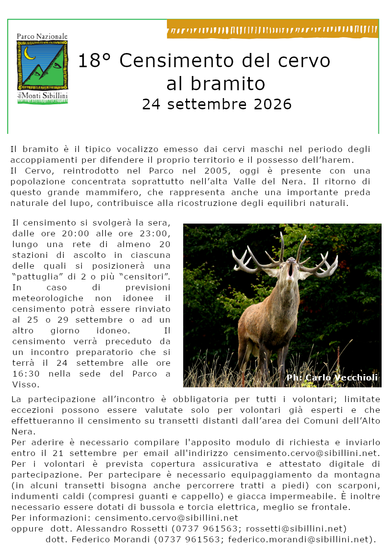 Censimento autunnale del cervo al bramito del 24.09.2026
      Il 24 settembre 2026 si svolgerà nel Parco Nazionale dei Monti Sibillini 
      il 18° censimento del cervo al bramito, in attuazione del progetto WOLFNExT
       nell’ambito della direttiva “biodiversità” del Ministero dell’Ambiente e 
       della Sicurezza Energetica. 
Il bramito è il tipico vocalizzo emesso dai cervi maschi nel periodo degli 
accoppiamenti per difendere il proprio territorio e il possesso dell’harem.
Il Cervo, reintrodotto nel Parco nel 2006, oggi è presente con una popolazione 
concentrata soprattutto nell’alta Valle del Nera. Il ritorno di questo grande 
mammifero, che rappresenta anche una importante preda naturale del lupo, 
contribuisce alla ricostruzione degli equilibri naturali. 

Il censimento si svolgerà la sera, dalle ore 20:00 alle ore 23:00, lungo una 
rete di almeno 20 stazioni di ascolto in ciascuna delle quali si posizionerà una
 “pattuglia” di 2 o più “censitori”. In caso di previsioni meteorologiche non 
 idonee il censimento potrà essere rinviato al 25 o 29 settembre o ad un altro 
 giorno idoneo.  Il censimento verrà preceduto da un incontro preparatorio che 
 si terrà il 24 settembre alle ore 16:30 nella sede del Parco a Visso. 
 La partecipazione all’incontro è obbligatoria per tutti i volontari; limitate 
 eccezioni possono essere valutate solo per volontari già esperti e che 
 effettueranno il censimento su transetti distanti dall’area dei Comuni dell’Alto
  Nera.

Per aderire è necessario compilare l'apposito modulo di richiesta scaricabile
 dal sito web del Parco www.sibillini.net ed inviarlo entro il 21 settembre per 
 email all'indirizzo censimento.cervo@sibillini.net. Per i volontari è prevista 
 apposita copertura assicurativa e attestato digitale di partecipazione. 

Per la partecipazione al censimento è necessario equipaggiamento da montagna 
(in alcuni transetti bisogna anche percorrere tratti a piedi) con scarponi, 
indumenti caldi (compresi guanti e cappello) e giacca impermeabile. È inoltre 
necessario essere dotati di bussola e torcia elettrica, meglio se frontale. 

Per informazioni è possibile scrivere a censimento.cervo@sibillini.net oppure 
contattare telefonicamente il dott. Alessandro Rossetti (0737 961563; 
rossetti@sibillini.net) o il dott. Federico Morandi (0737 961563; 
federico.morandi@sibillini.net).
